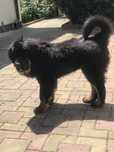 Mastiff Tibetan fiica lui BOSS PHANTHOM(campion mondial)