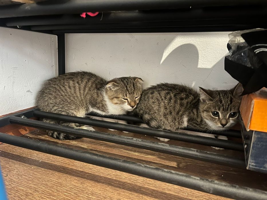 Вислоухие котята