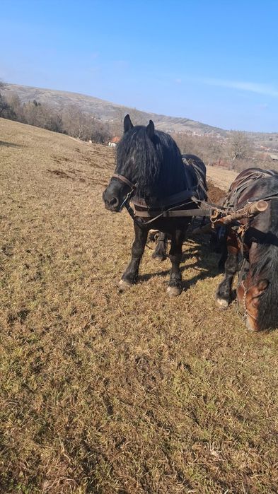 Armăsar de vânzare