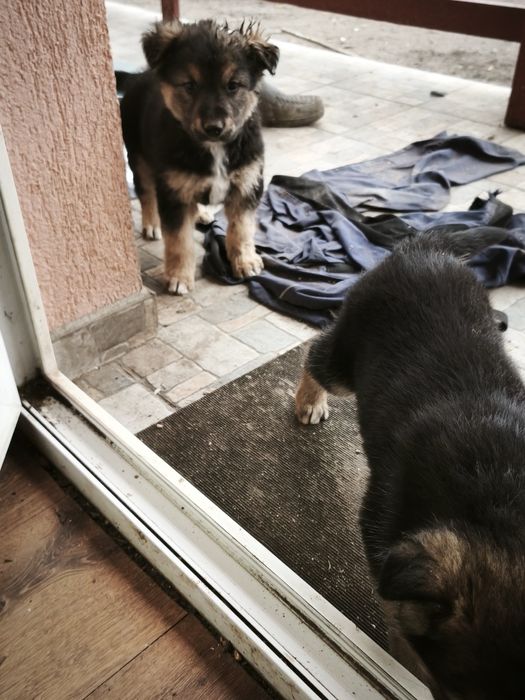 Donez căței  unu sau amândoi .