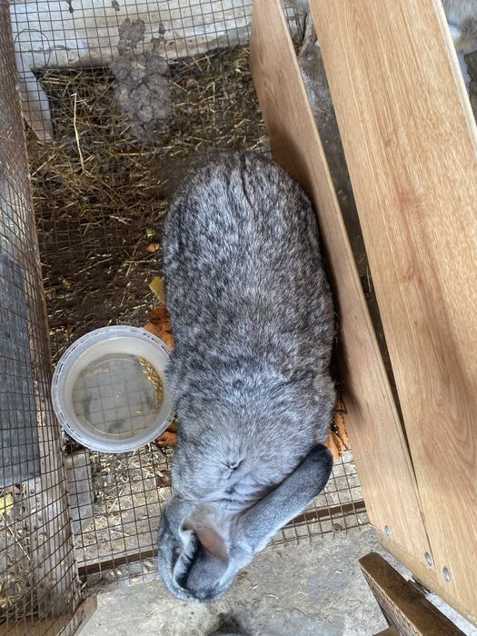 крольчиха породы ( шиншилла )