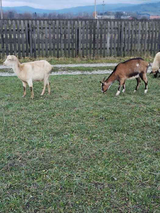 Capre și țap de vânzare