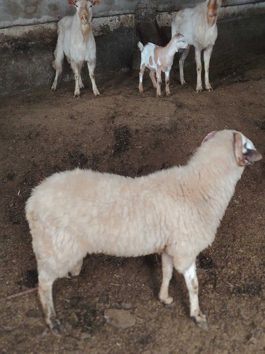 Vind berbec pt protap sau taiere