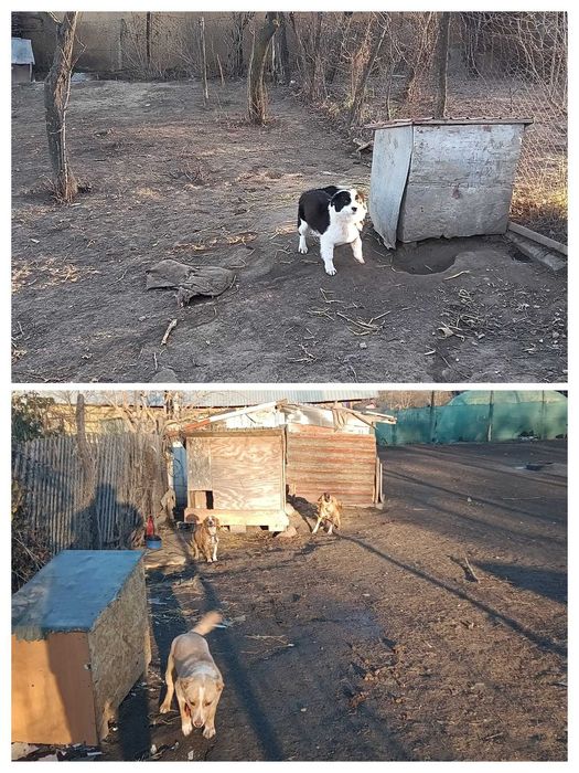 adoptie caine . catel si catelisa 2 ani deparazitati transport galati