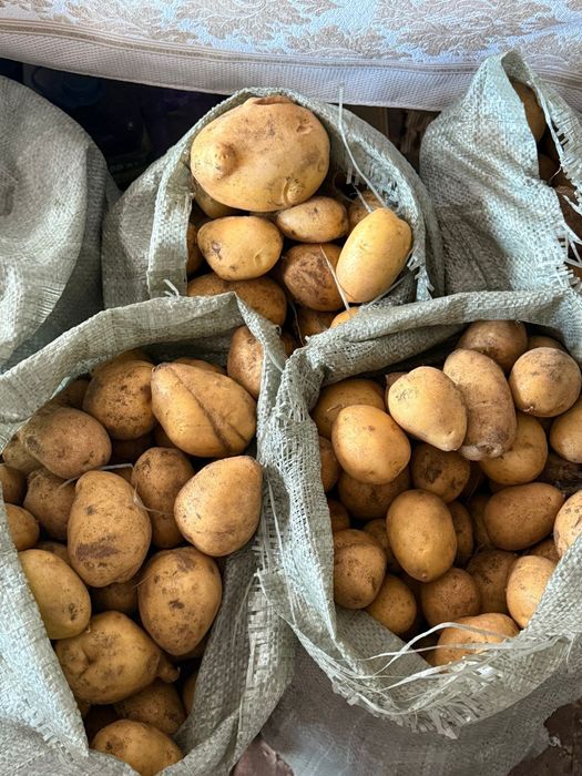 Продам домашнюю картошку