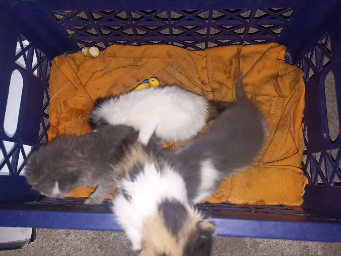 Котята отдам бесплатно