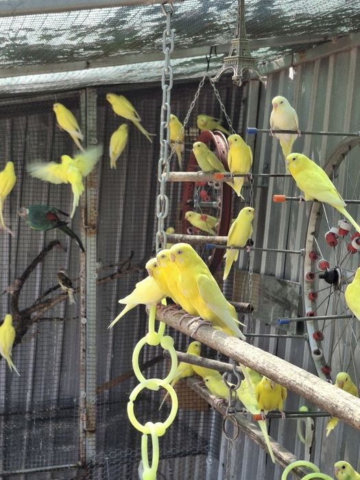 De vânzare peruși tineri .