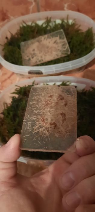 Grindal acvariu pesti