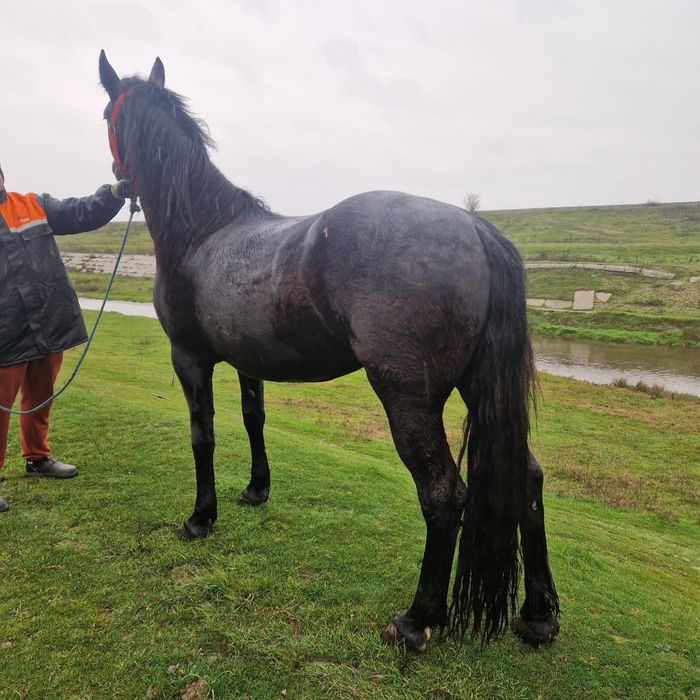 Vând sau schimb , iapa metis de friz