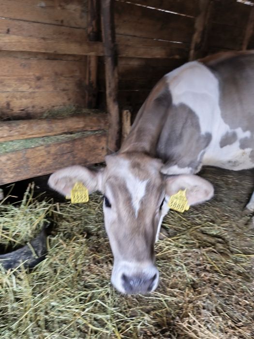 Vând vițea holstein