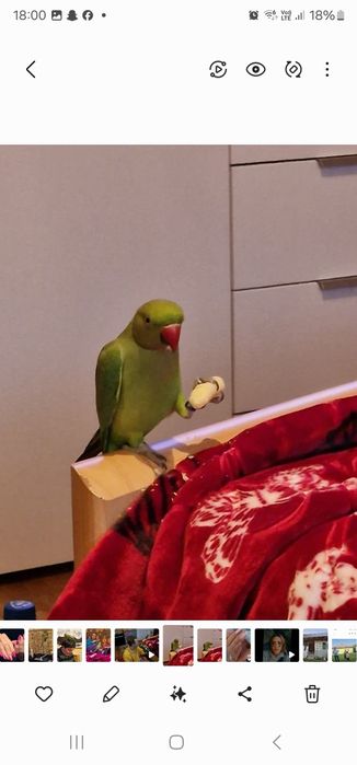 Vând papagal Micul Alexander