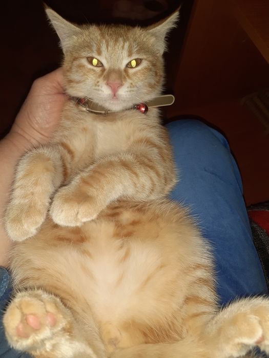 Отдам котёнка девочку 4 месяца