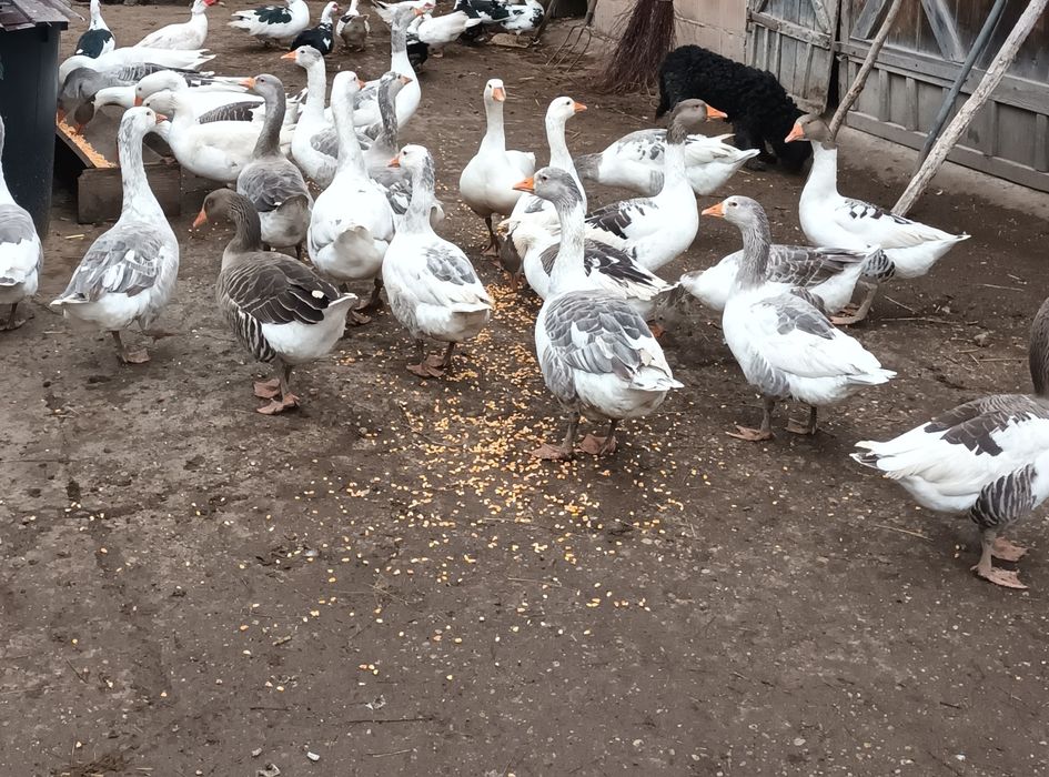 Vând 10 gâște ,200 lei bucata