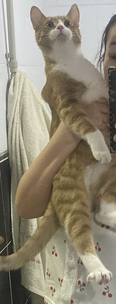 Кот прямоухо для вязка