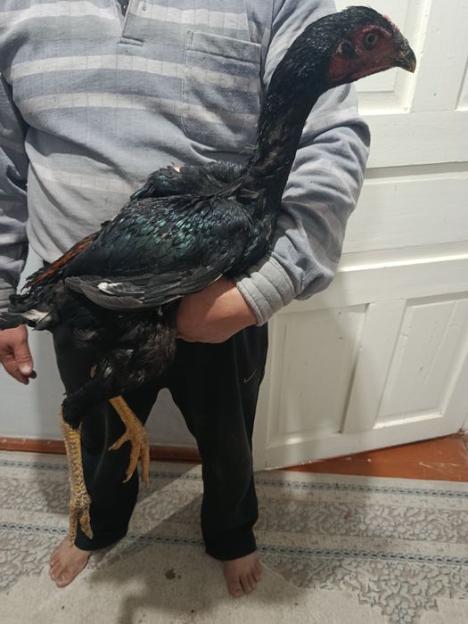 Дакан жўжа хўрозлар