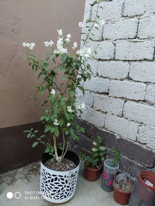 Доставка цветов хона оффес гуллари