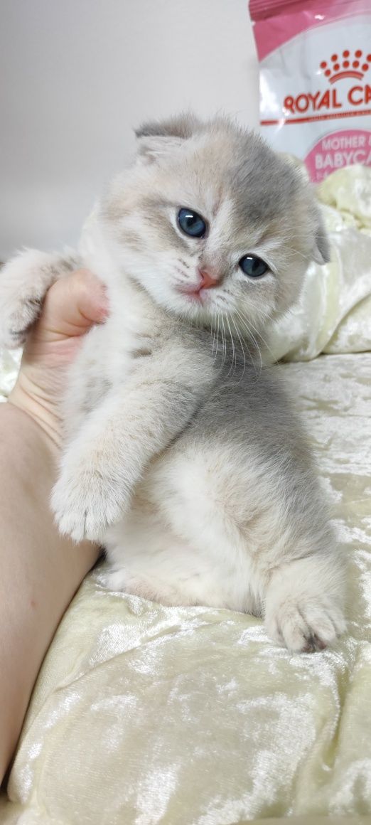 ОчаРовАтельНые КоТяТки