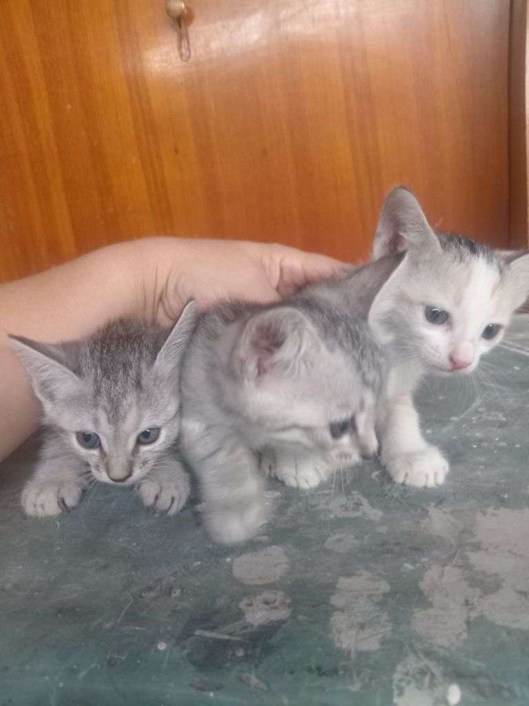 Отдам котят в добрые руки
