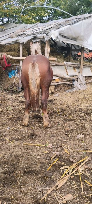 Mânz de vânzare 1 an și 2 luni