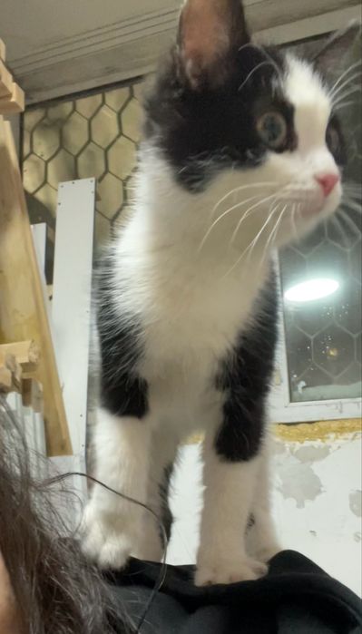 отдам красавчика в добрые руки