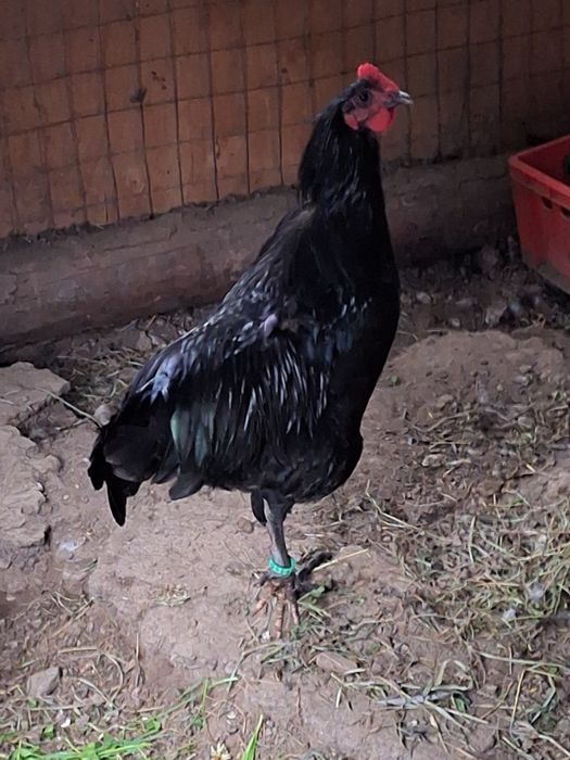 Cocosii araucana .marans.crem legbar. australorp