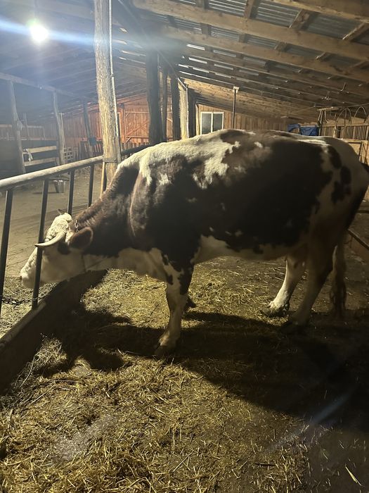 Vaca baltata romaneasca