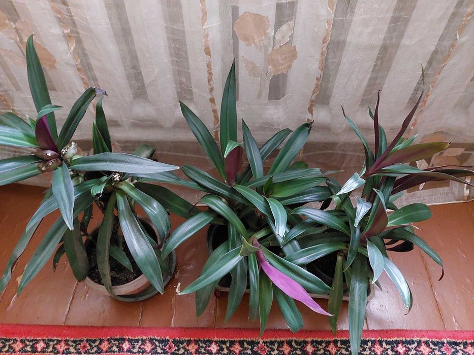 Продам комнатные растения. Рео и хлорофитрум.