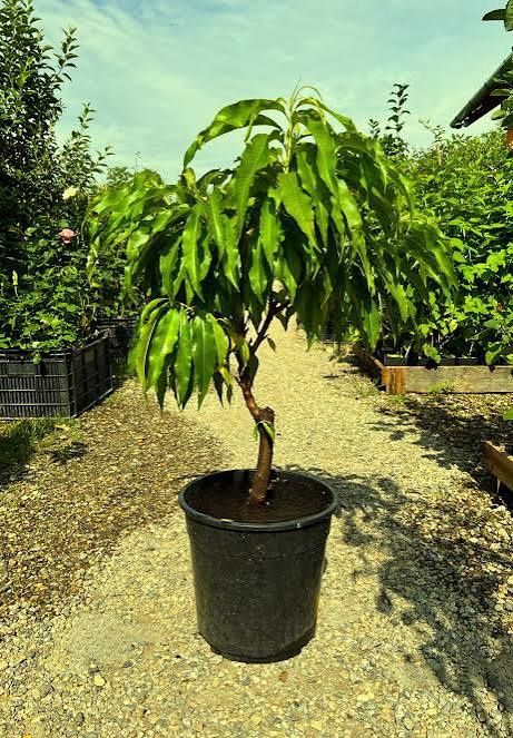 Pomi Fructiferi la Ghiveci ( Nectarin )