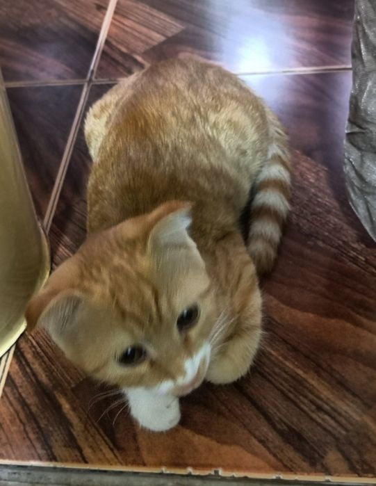 Отдаю милых игривых кошек