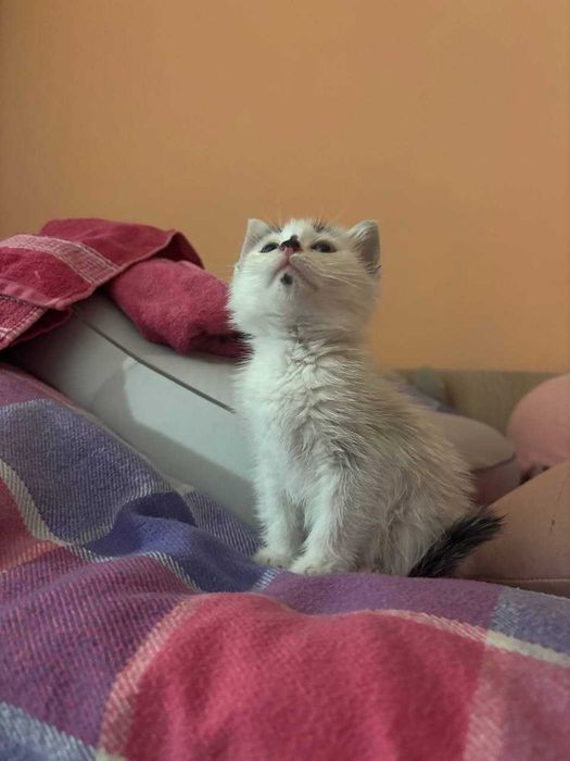 Отдадим котенка в добрые руки
