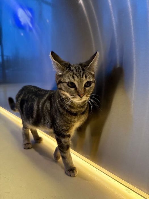 Рэй ищет добрую семью