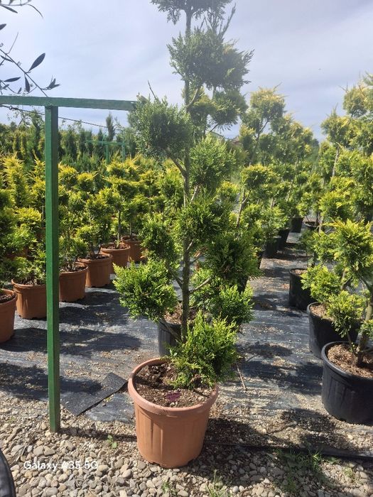 Vând piatra naturala asiguram montaj și transport în toată tara