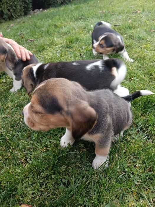 De vânzare miei de rasa