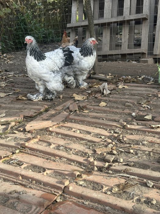 Găini si cocoși din rasa brahma !!!