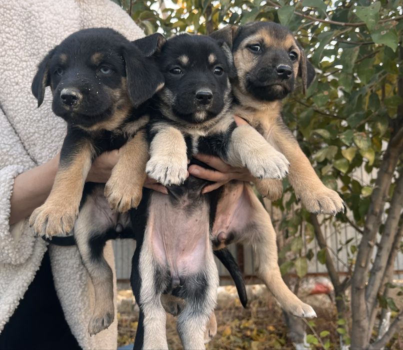 Күшіктер/щенки в добрые ркуи