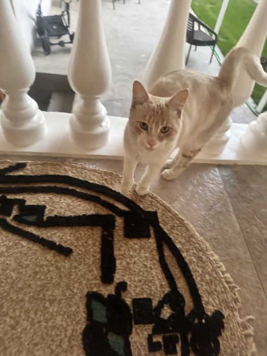 Mushuk кошка отдам даром