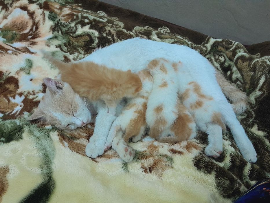 Отдам кошку с котятами 2 недельные в хорошие руки