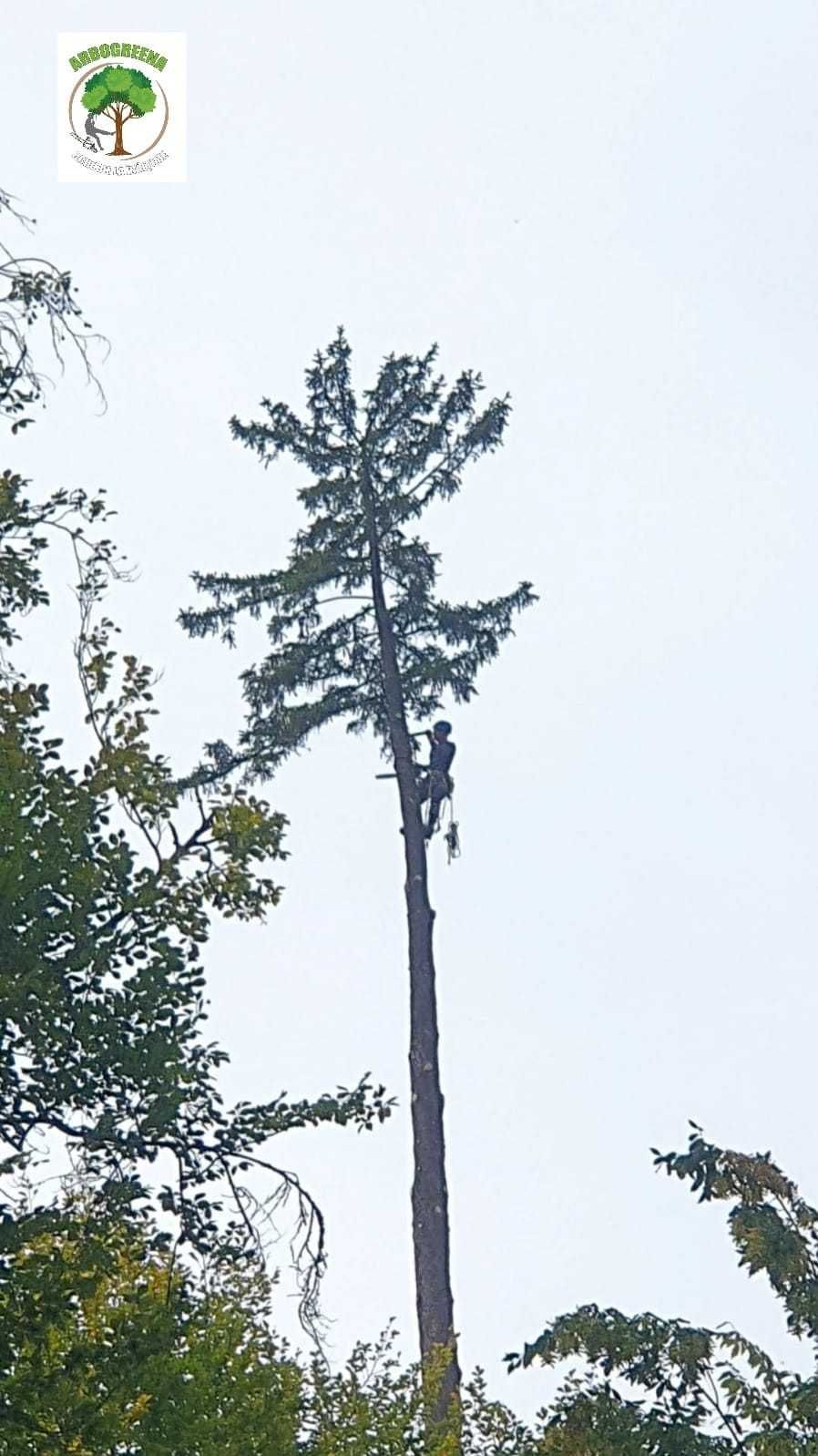 taieri copaci, elagaj, toaletat copaci, lucrări arboristice și alpinsm