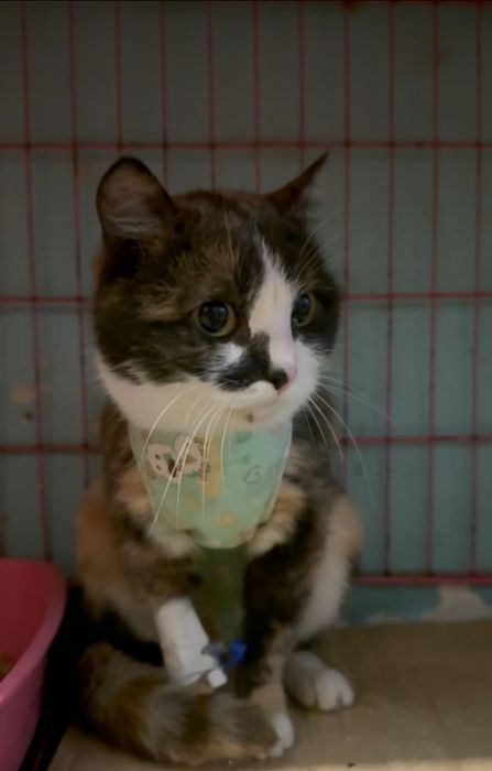 Ищем дом и любящих хозяев для молодой кошечки.