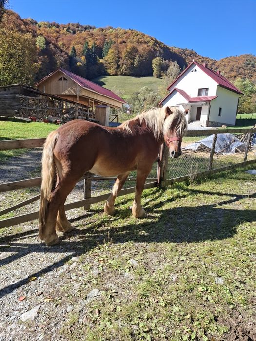 Vând armăsar de aproape 3 ani