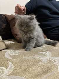 Продавам персийско коте