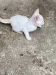 Donez pisica………………..