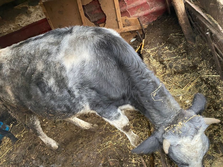 Vând vaca și vitea