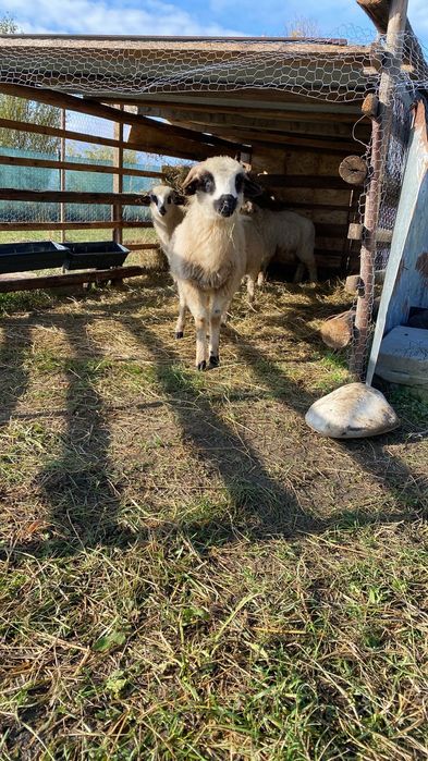 Berbecut de anul acesta