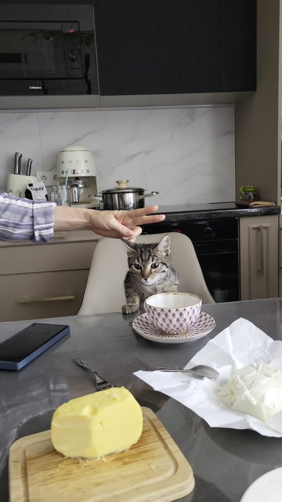 Котик ищет новых хозяев