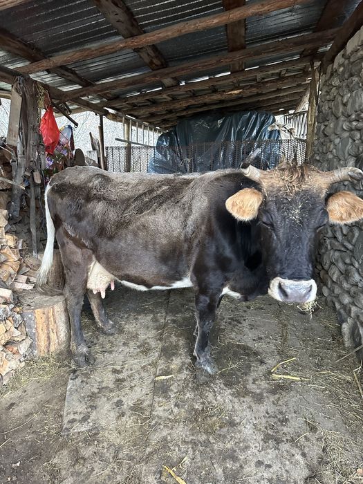 Vand vaca depusa sa fete in ianuarue plus cu  vița de 7 luni