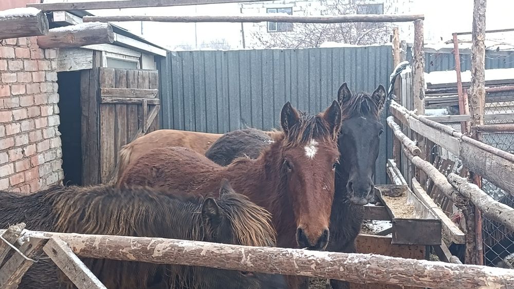 Согым согым согым