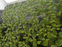 Vand plante de acvariu easy