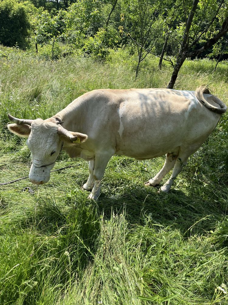 Vand 2 vitele si o vaca cu lapte