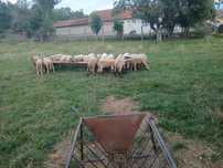 Miei  de vanzare